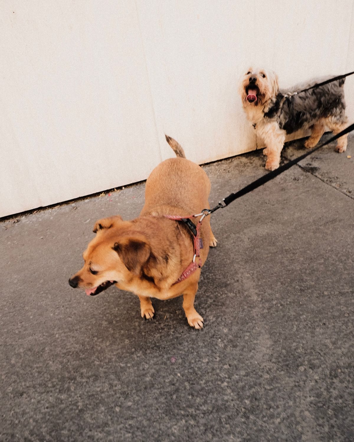 Dogs on a black lead.
