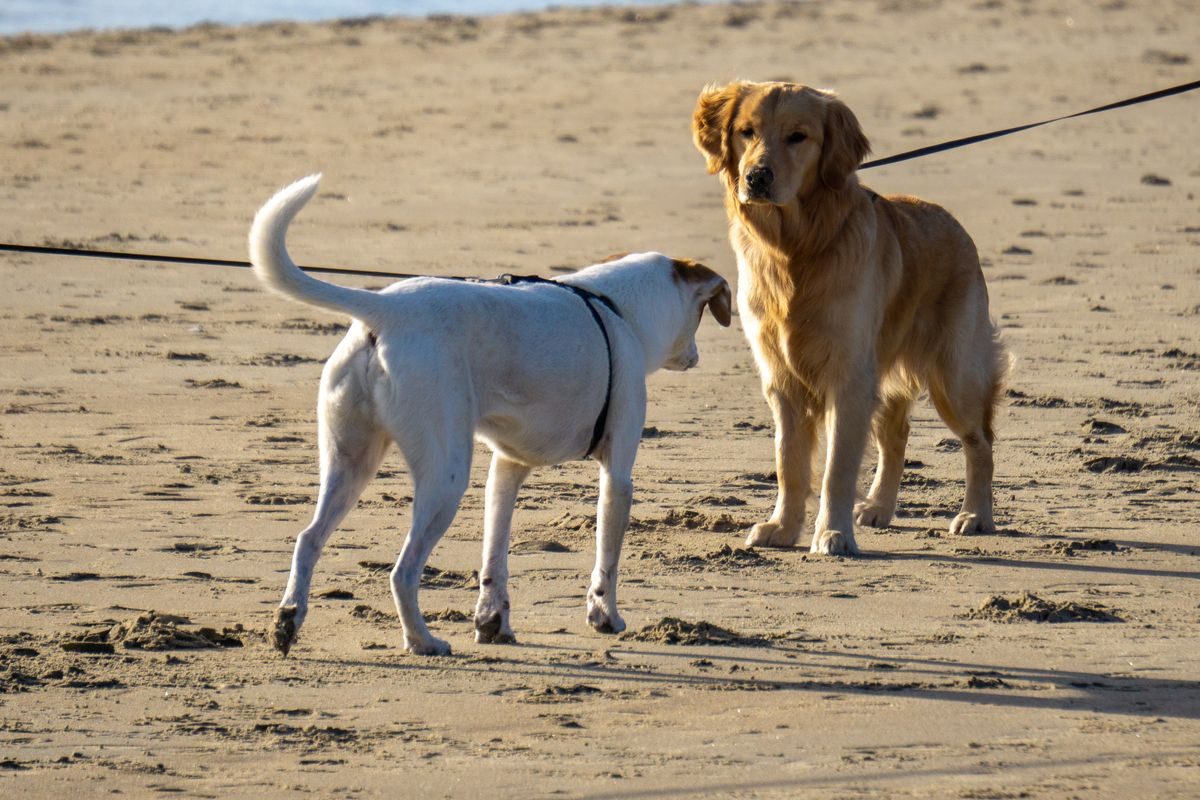 Dogs on a beach.