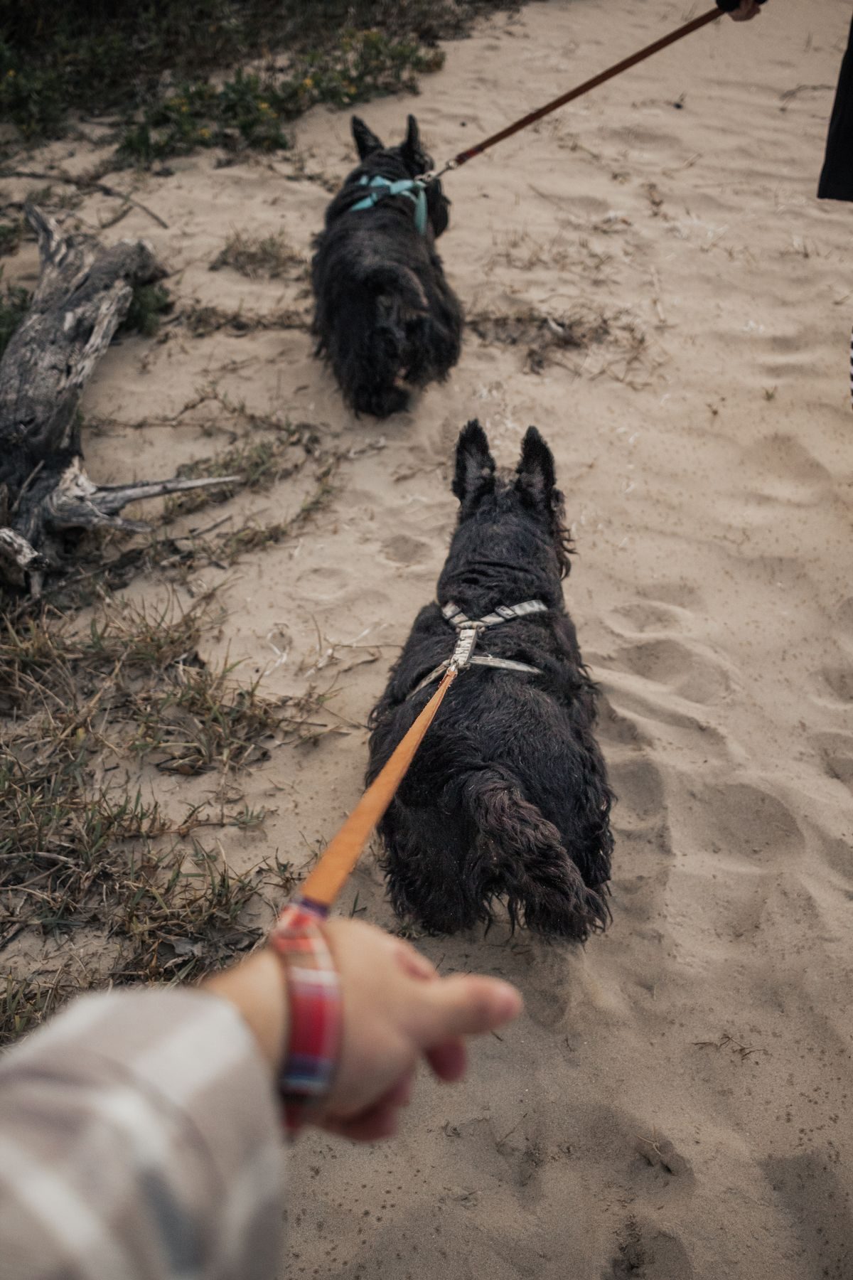 Terriers walking on sand.