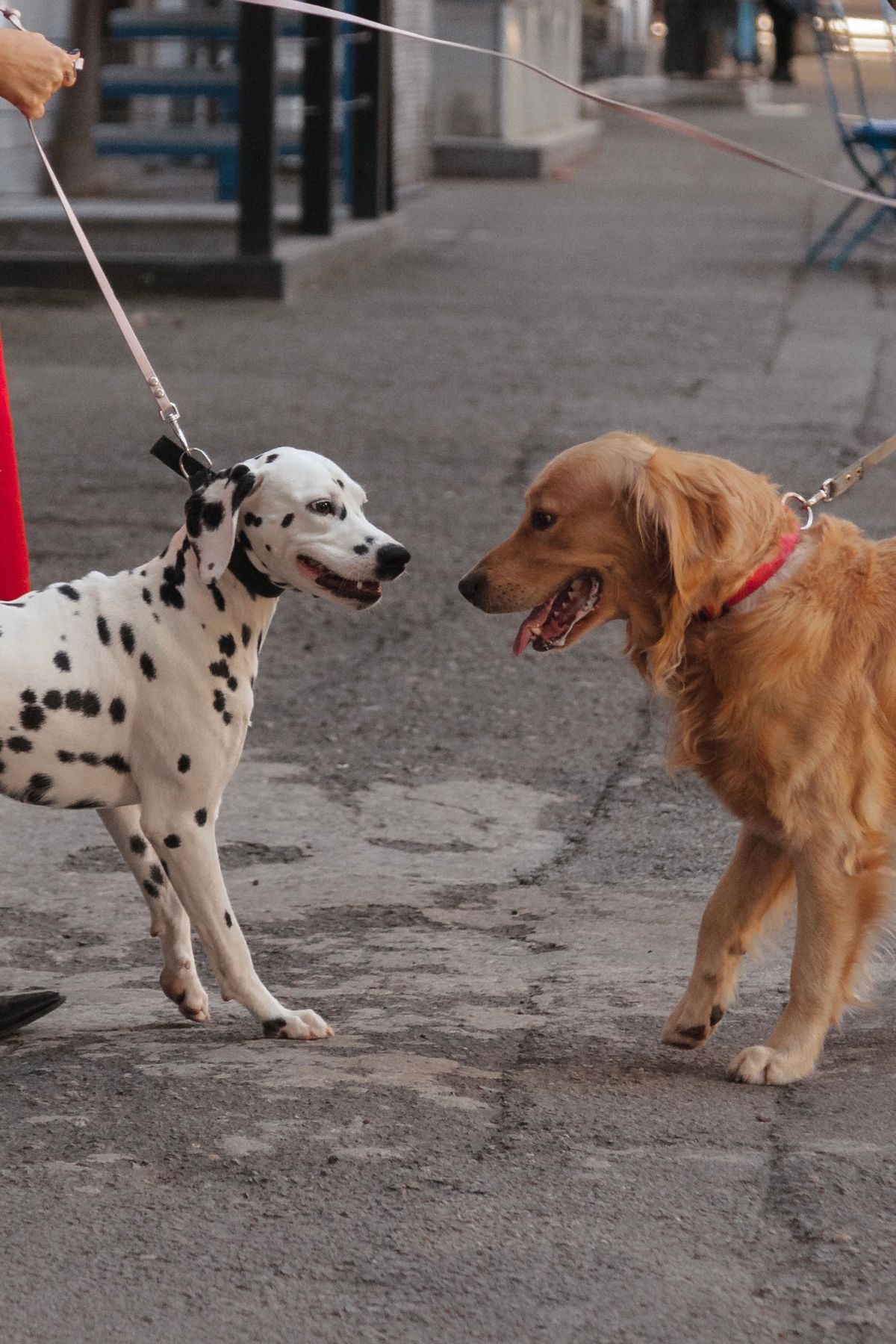 Dalmatian and golden retriever meeting on a footpath.