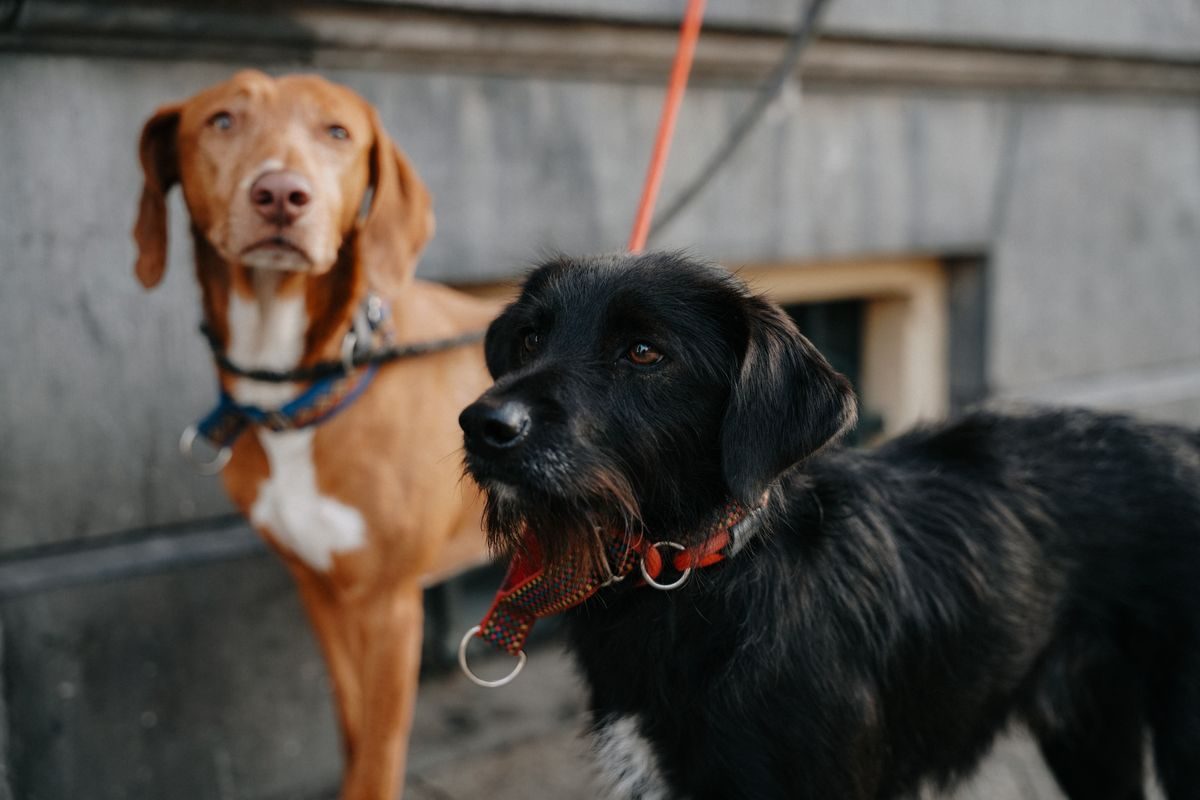 Two dogs on leads outdoors.