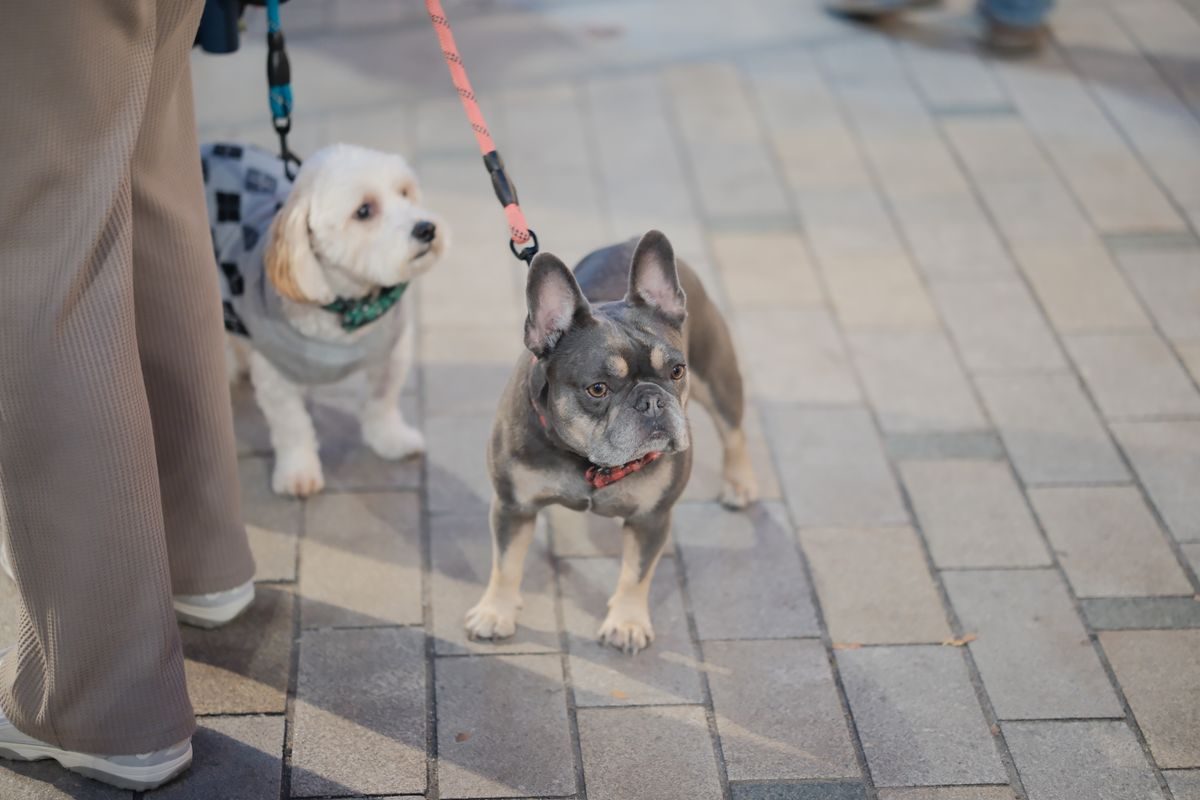 Two dogs on leads in an urban setting.
