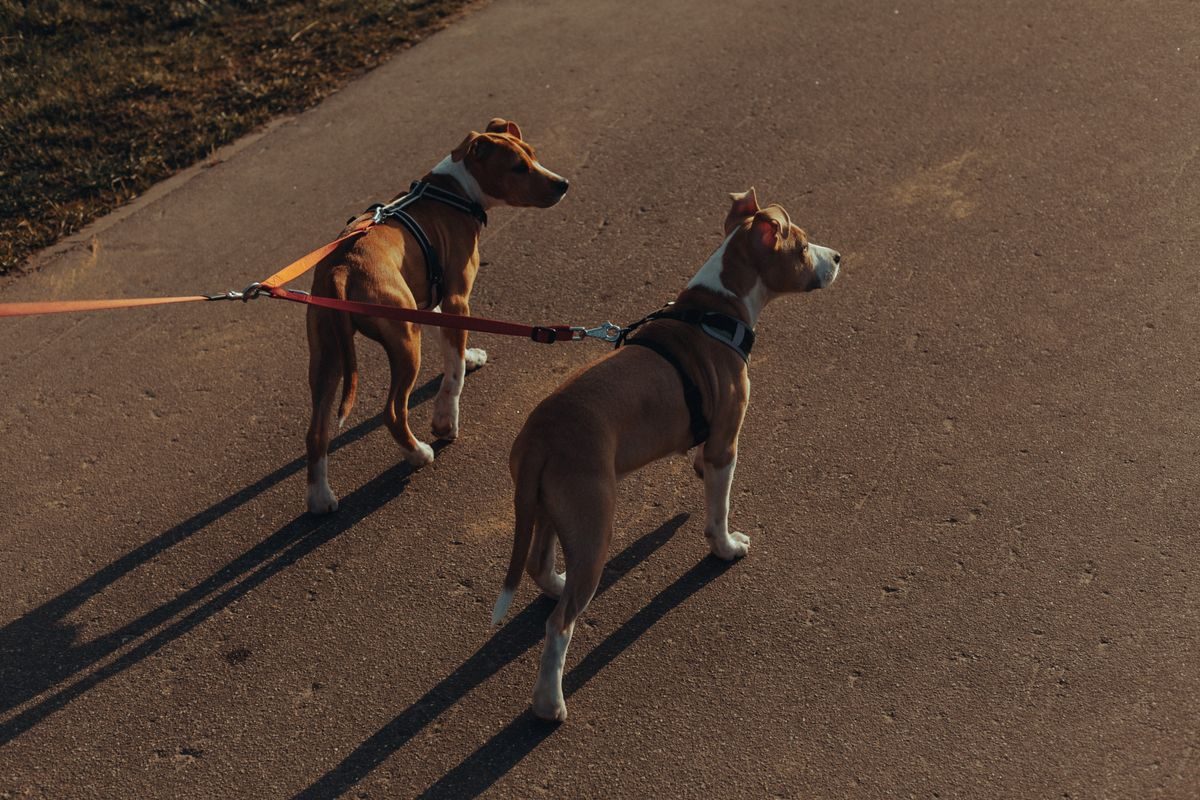 Purebred dogs with leads on a path.