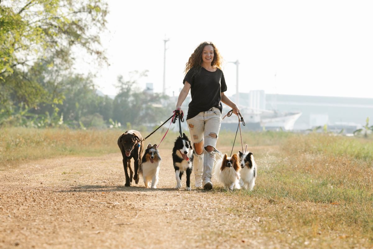 A woman walking a group of dogs on leads.