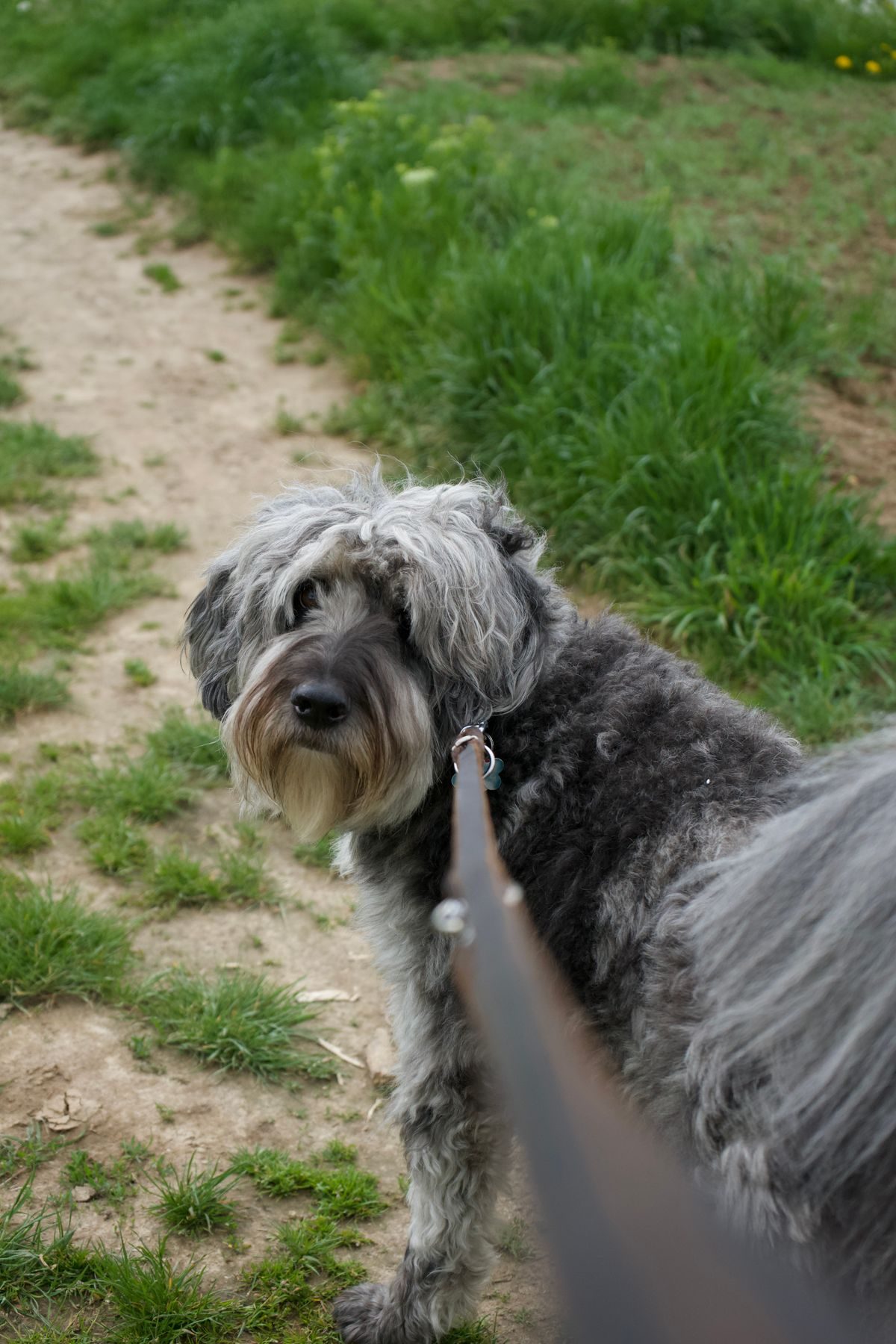 A dog on a lead.