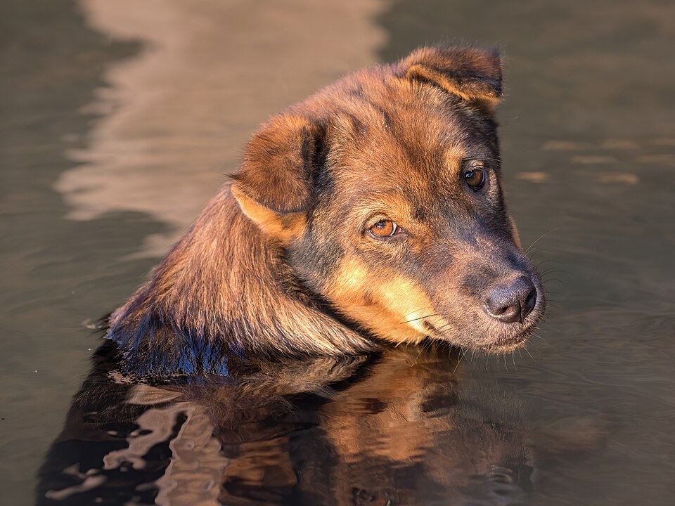 A dog resting in the shade near water after exercise