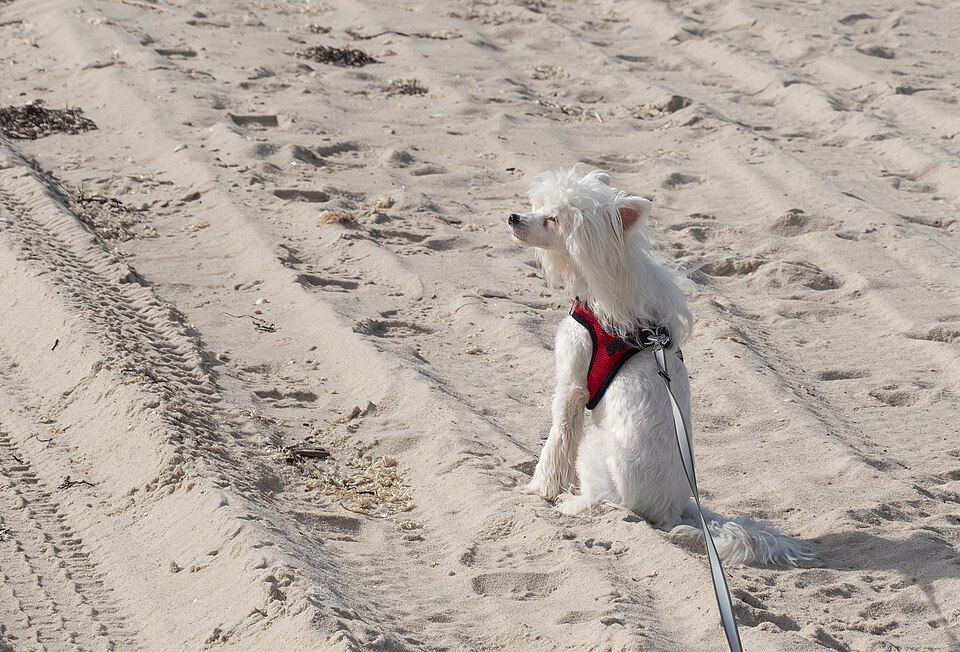 Sunburn, UV and Why Australian Dogs Need More Than Shade