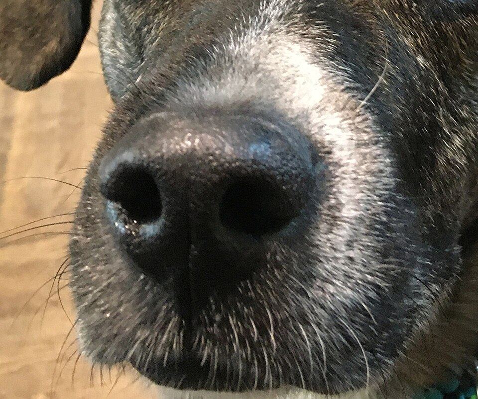 Close-up of a dog coat seam being checked behind the front leg