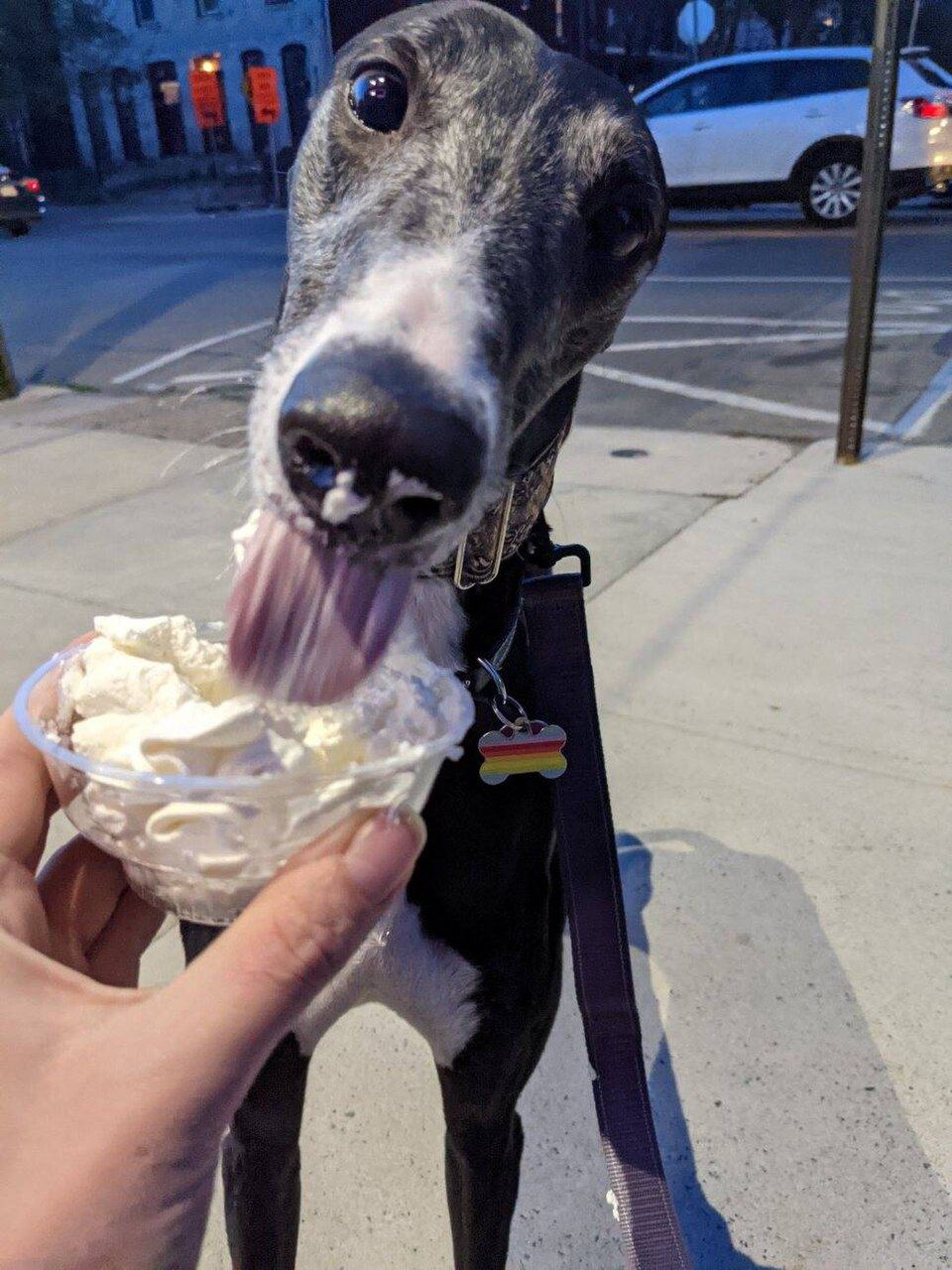 A whippet wearing a lightweight jumper standing in shade