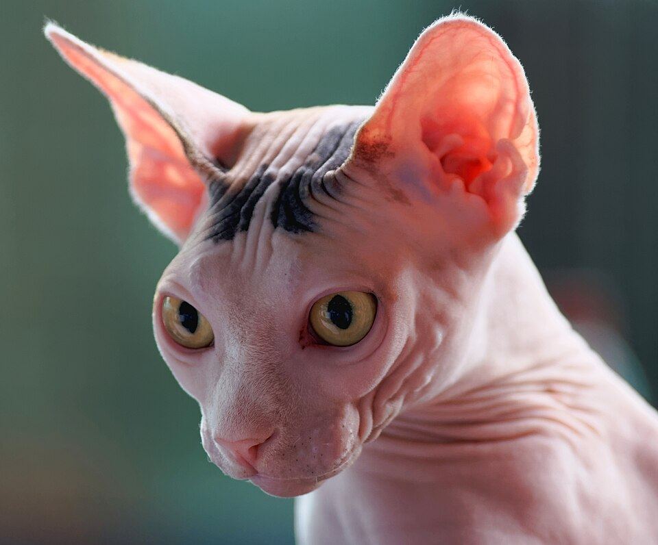 Hairless Cats and Why Noodle Owns More Jumpers Than I Do