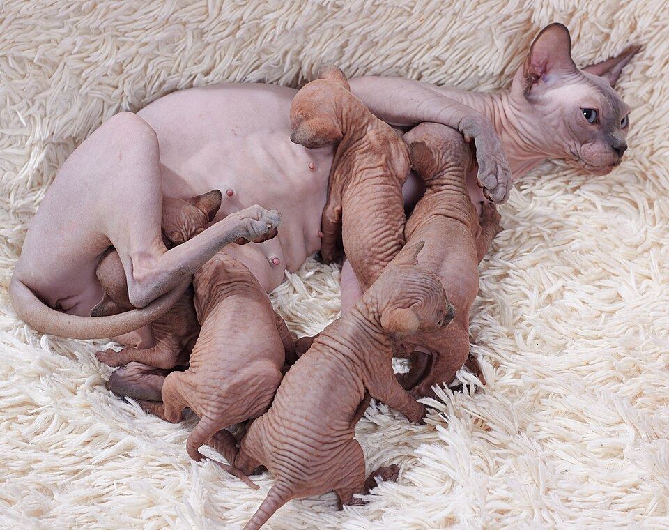 A hairless cat wearing a soft fitted sweater indoors