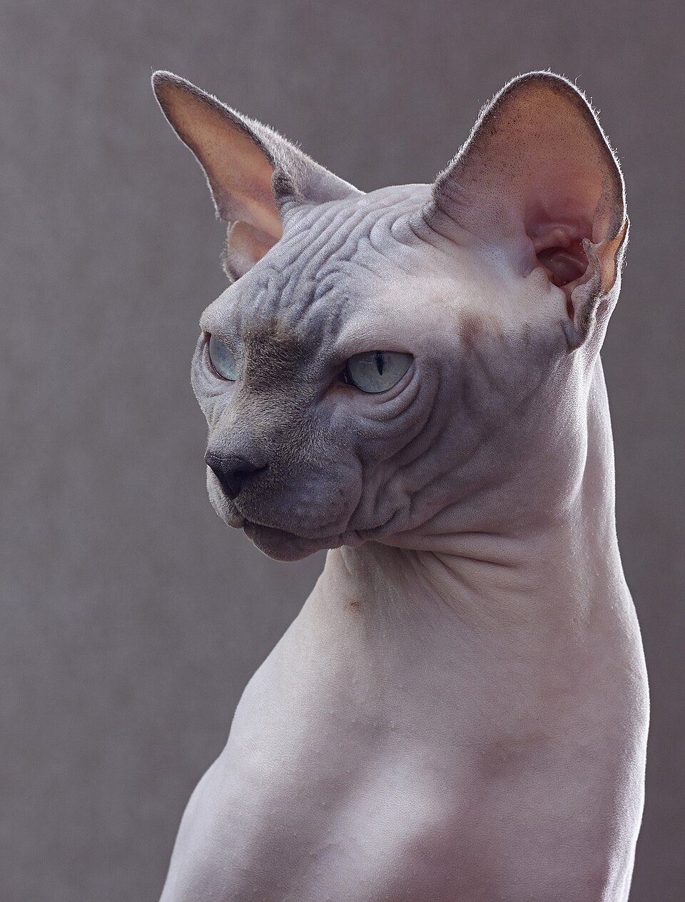 A hairless cat resting on a blanket in a shaded indoor spot