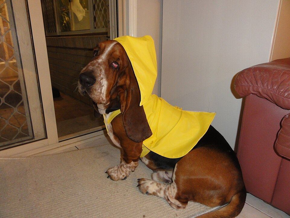 Raincoats, Gumboots and the Art of Walking a Dog in Winter Rain