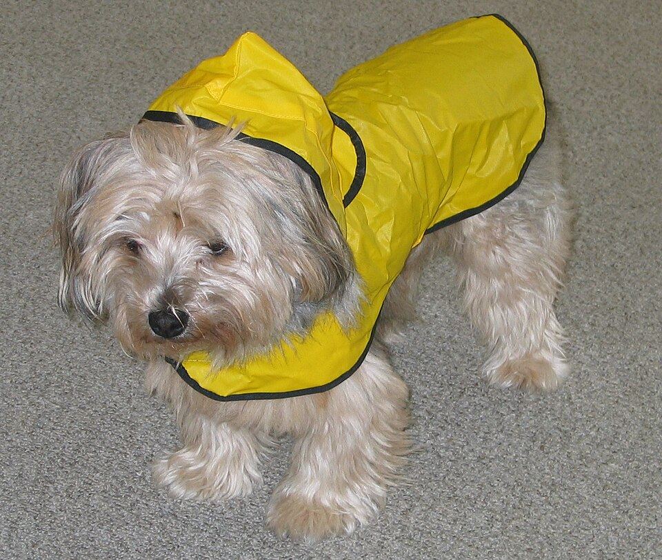 A raincoat with reflective trim shown on a dog at dusk