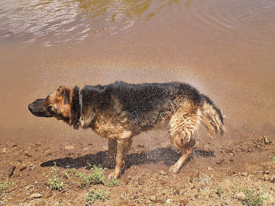The Wet Dog Problem: Drying Coats, Towels and Gumboots