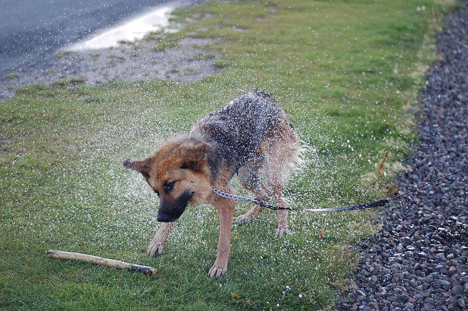 A dog wearing a microfibre drying coat after a swim