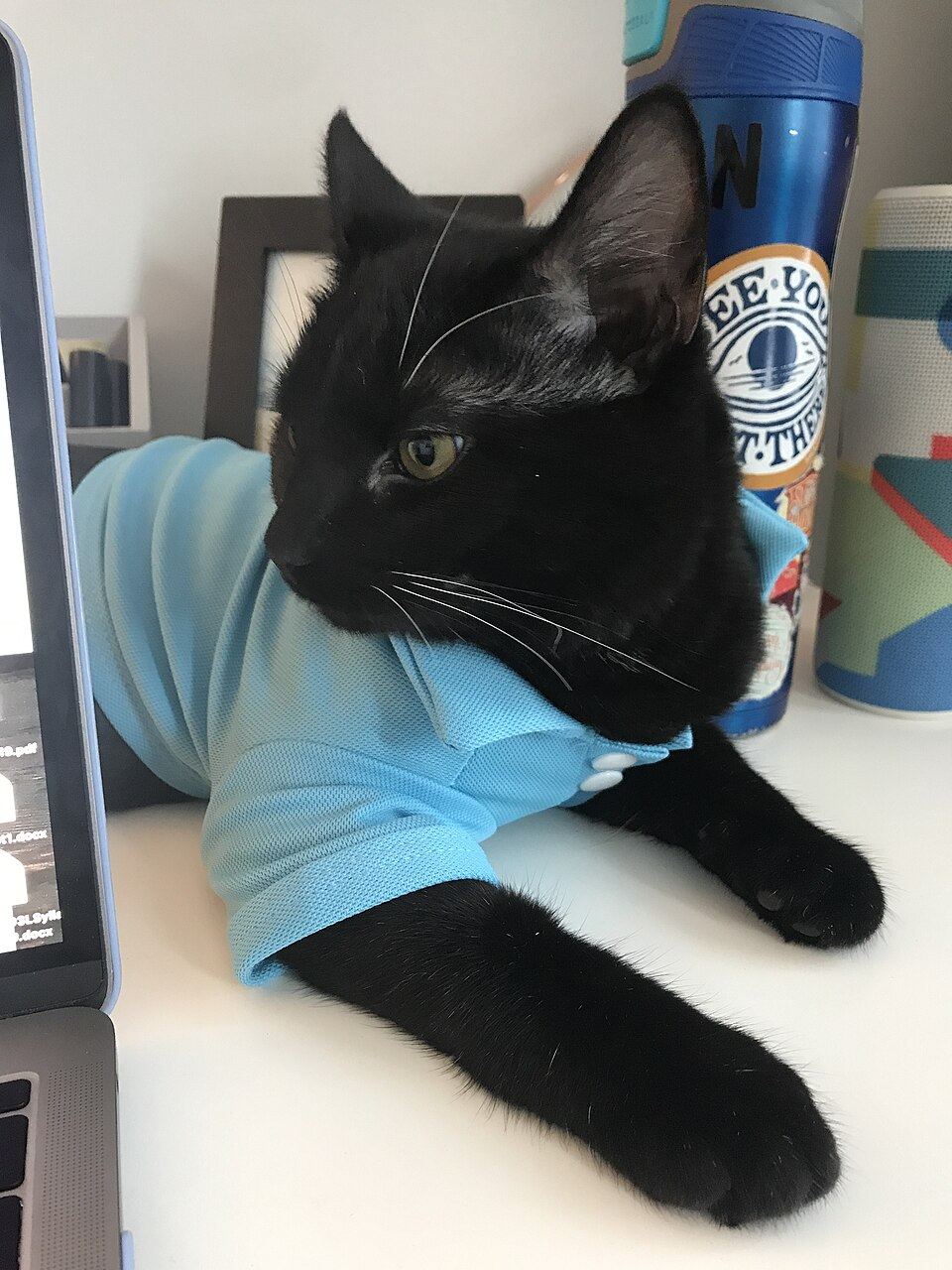 How to Get a Cat to Wear Clothes (Most of Them Won't)