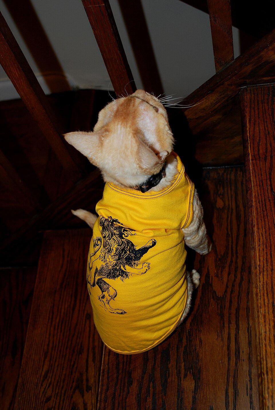 A cat eating from a bowl beside a soft pet garment