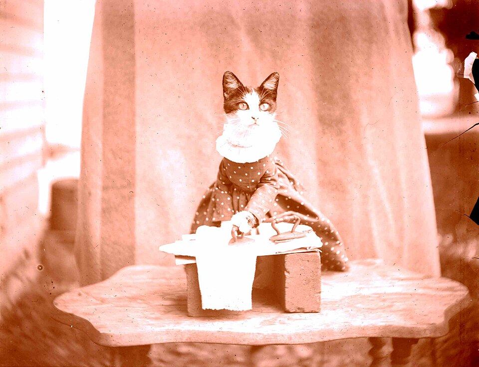 A cat wearing a soft lightweight jumper resting indoors