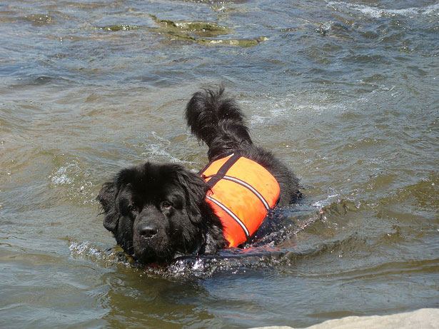 Dog Life Jackets: What They Do, What They Don't, and How to Fit One