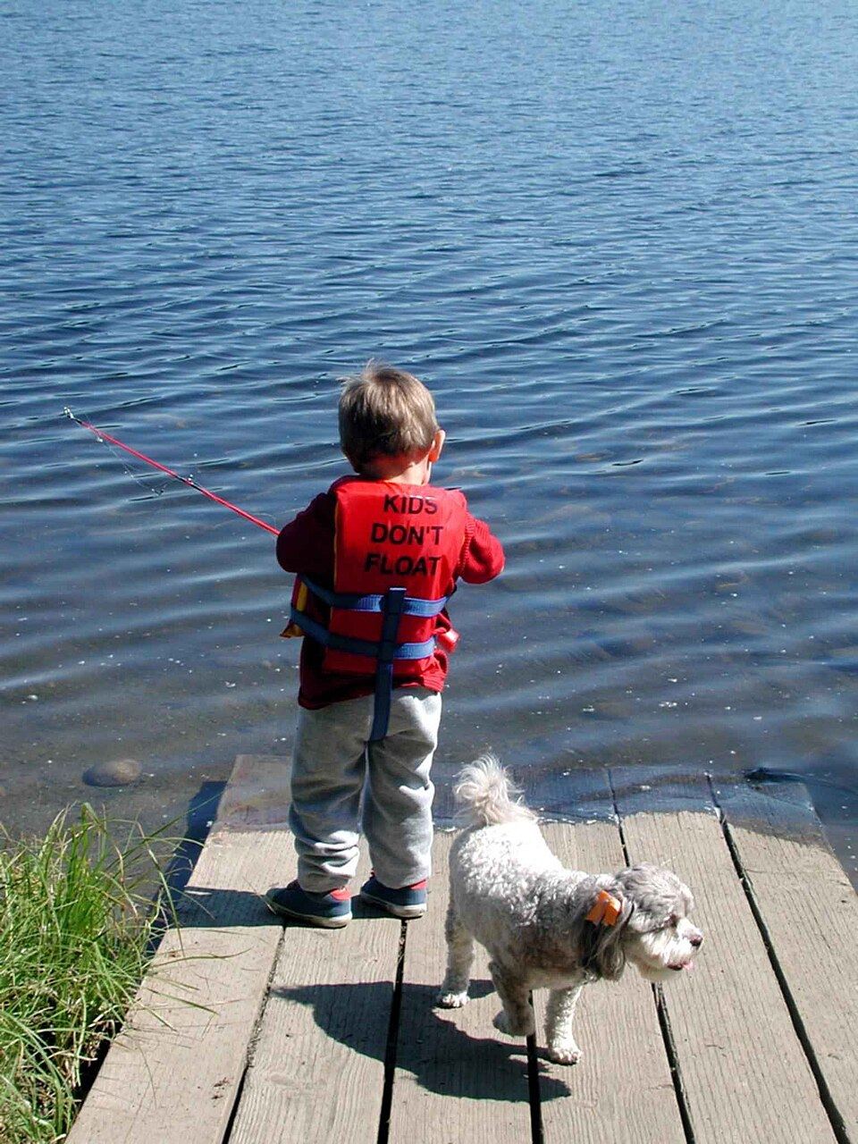 A dog swimming in calm shallow water while being supervised from close range