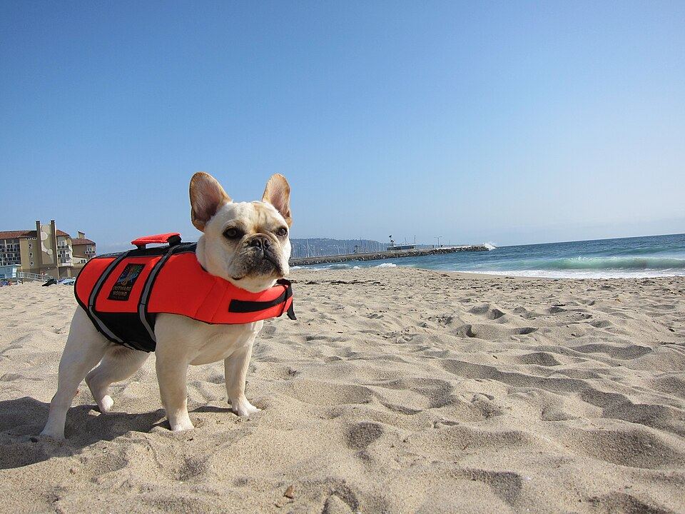 Close-up of a handle and strap being adjusted on a dog flotation vest