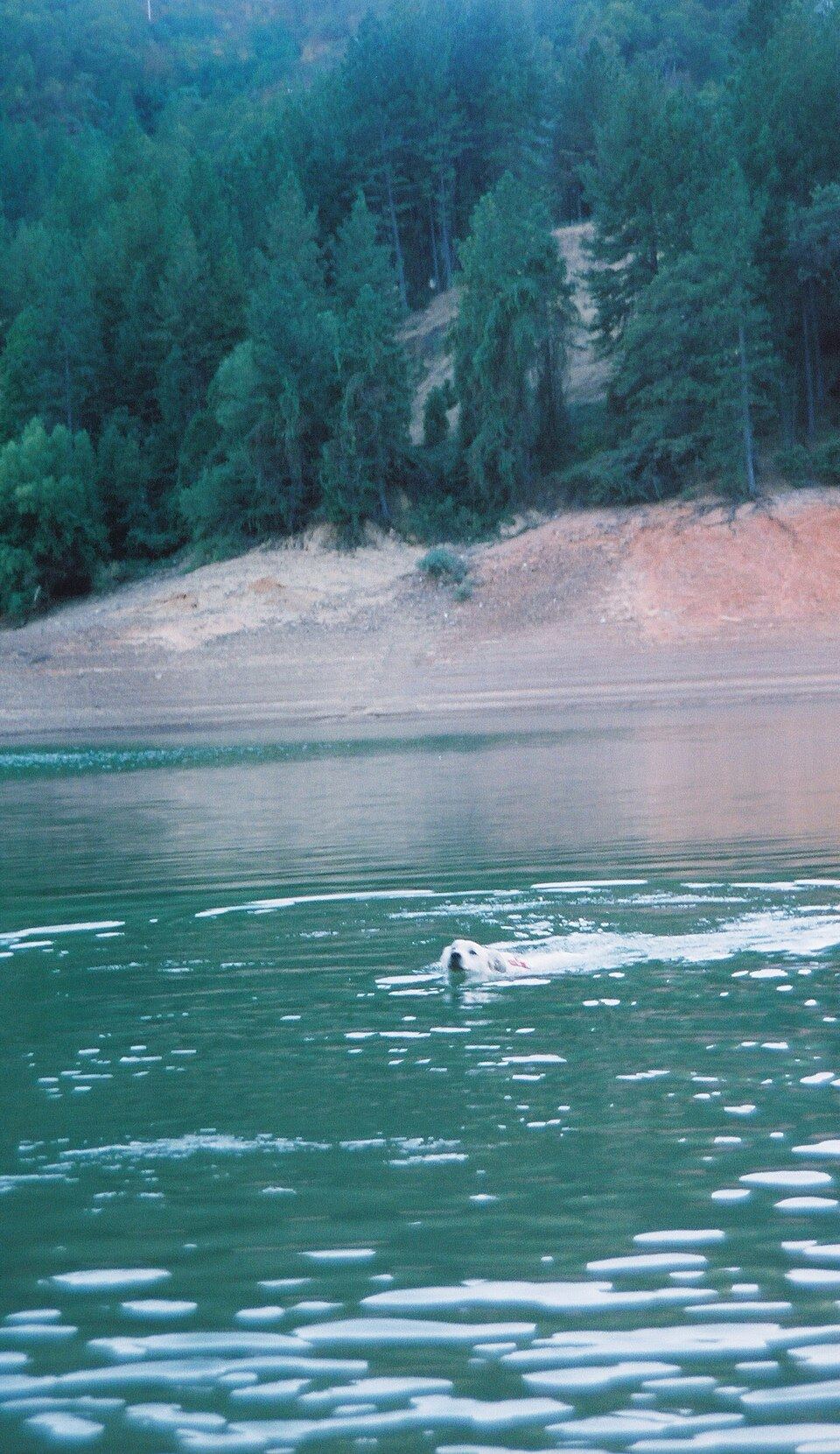 A pale-coated dog wearing a light rash vest on a beach