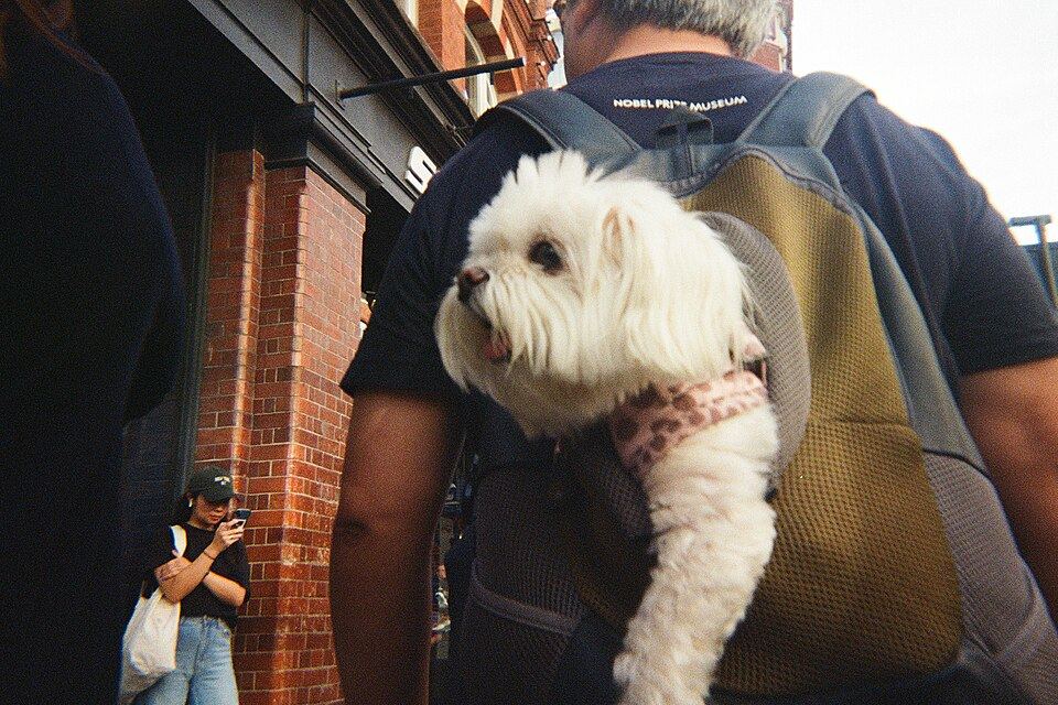 Camping With Dogs: The Gear That Earns Its Space in the Car