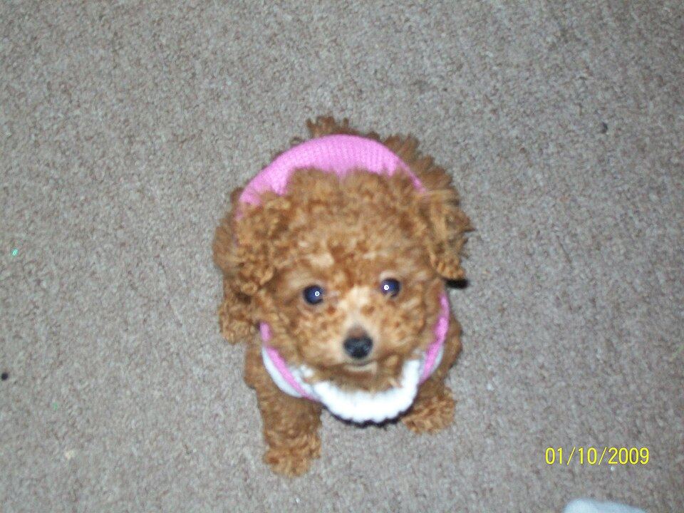 How to Get a Dog Used to Wearing Clothes (Without a Fight)