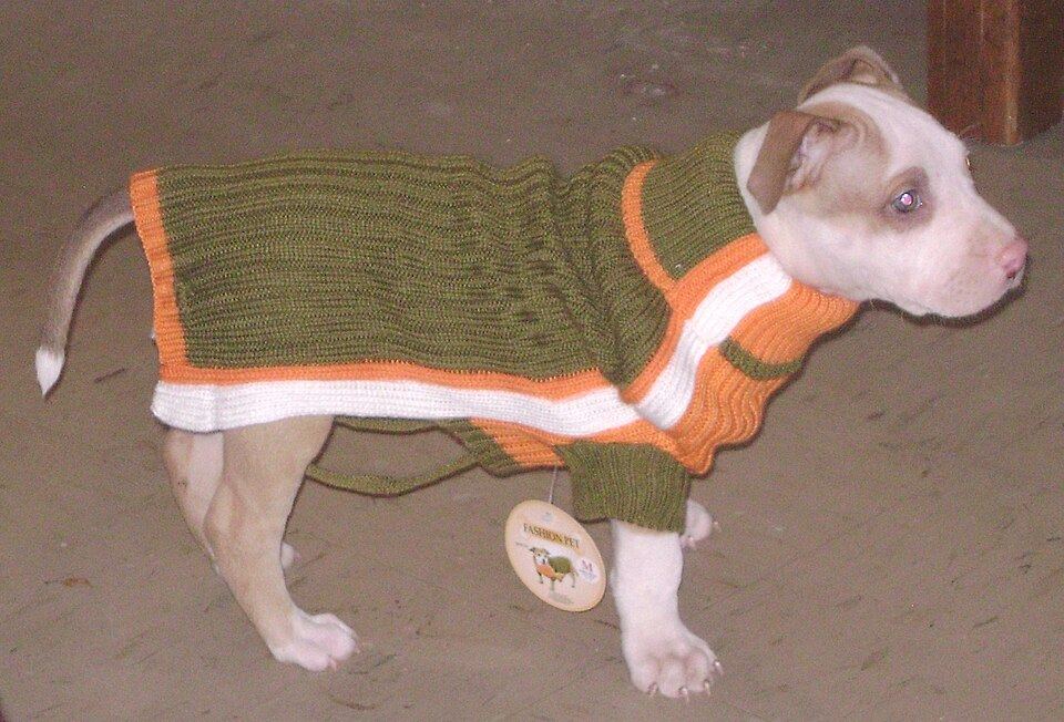 A dog standing calmly indoors wearing a fastened coat during a short training session