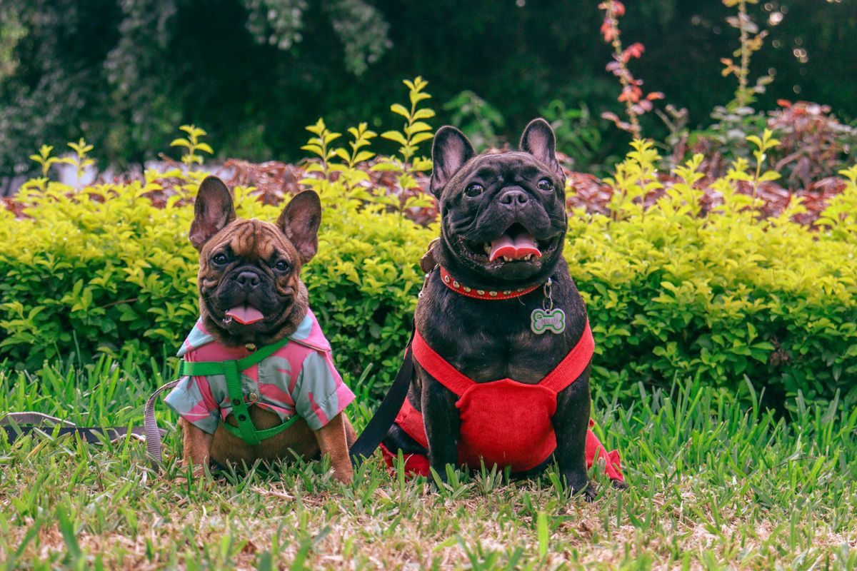 French bulldogs in coats.