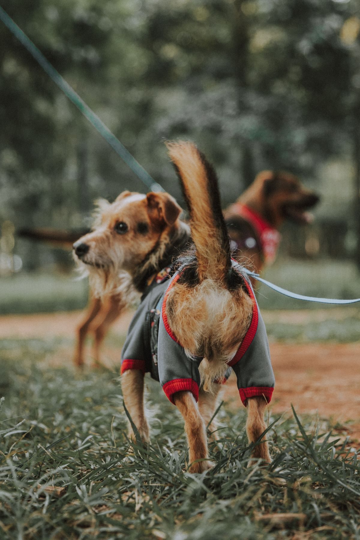 Small dog in a coat.