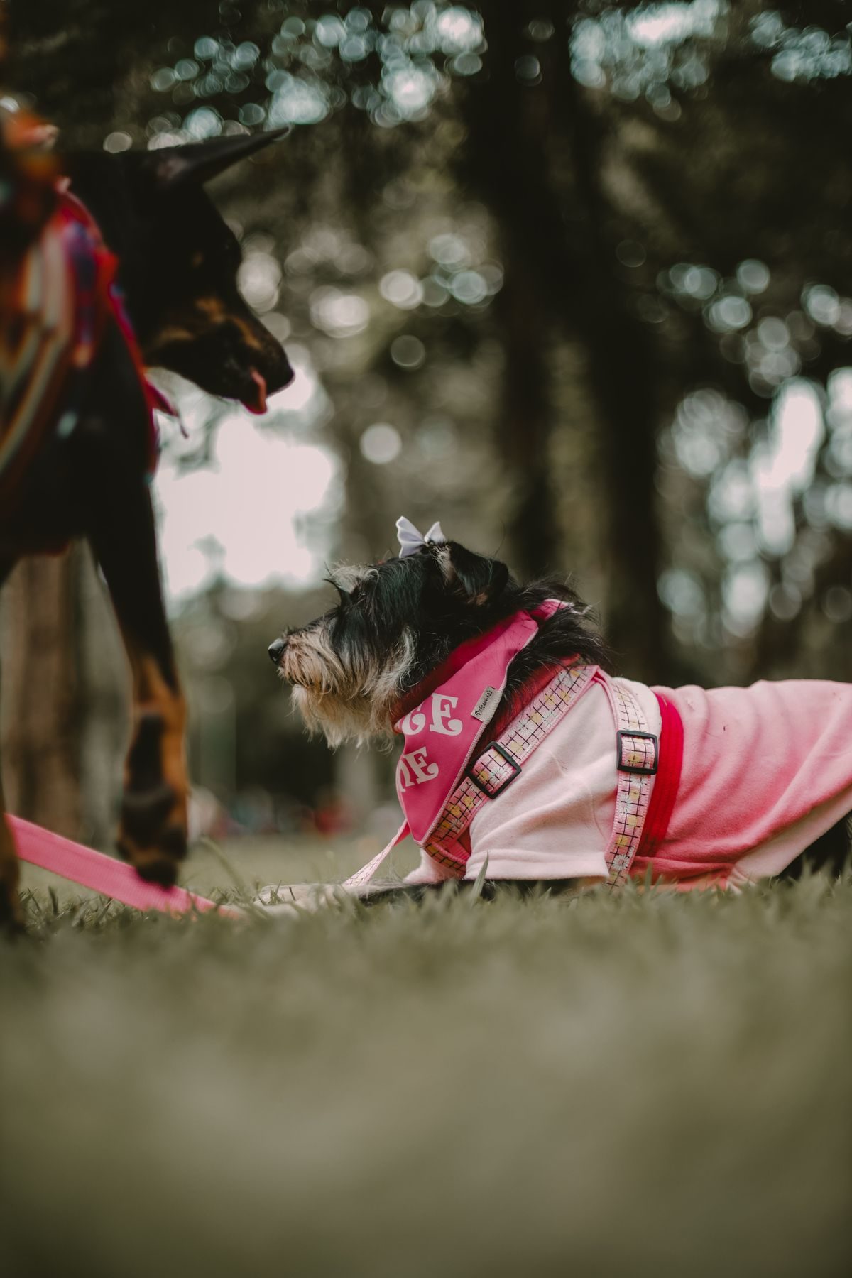 Dog wearing a coat in a park.