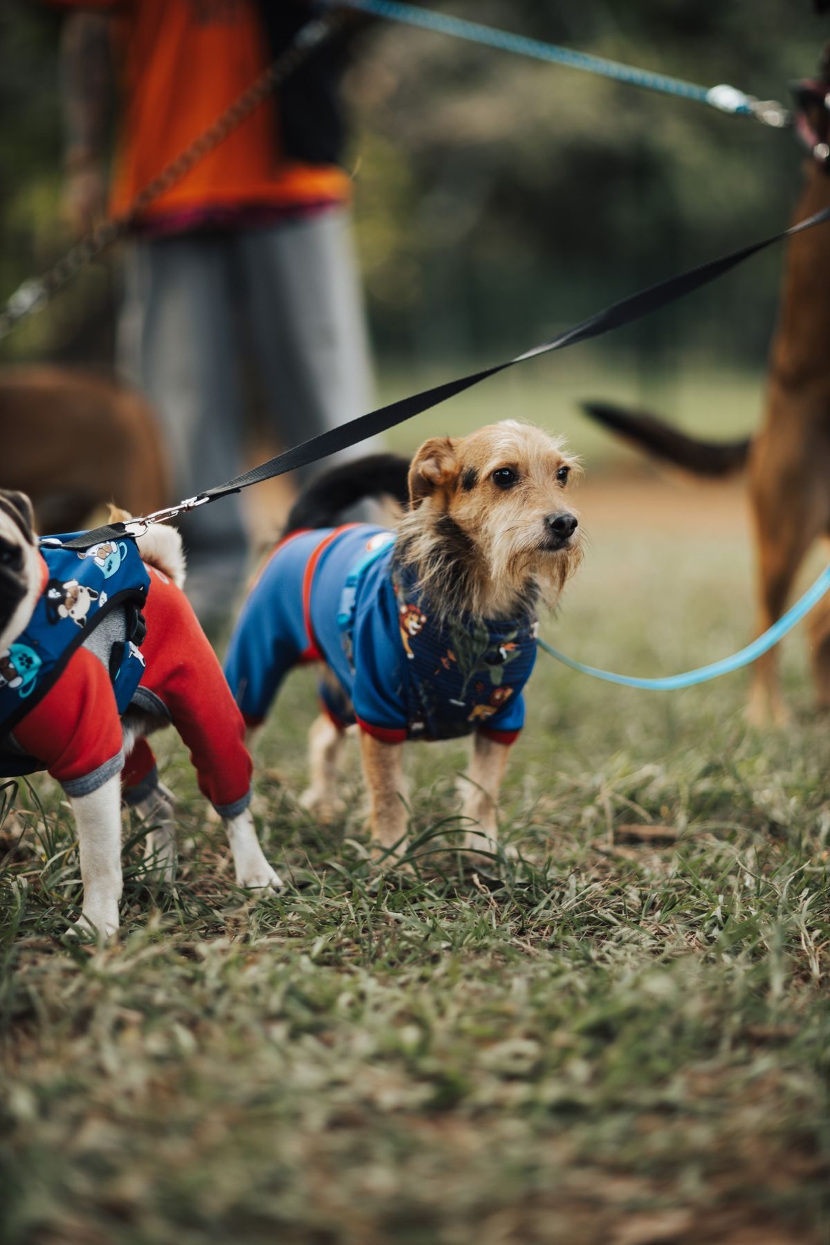 Dogs wearing coats standing in a park.