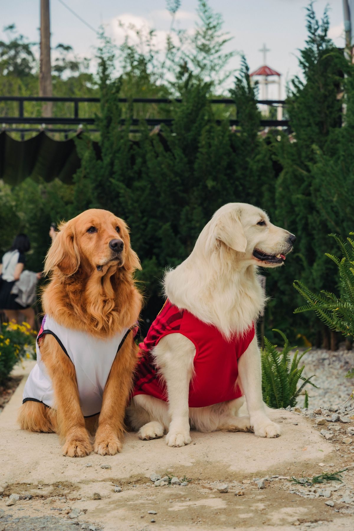 Sitting dogs in coats.