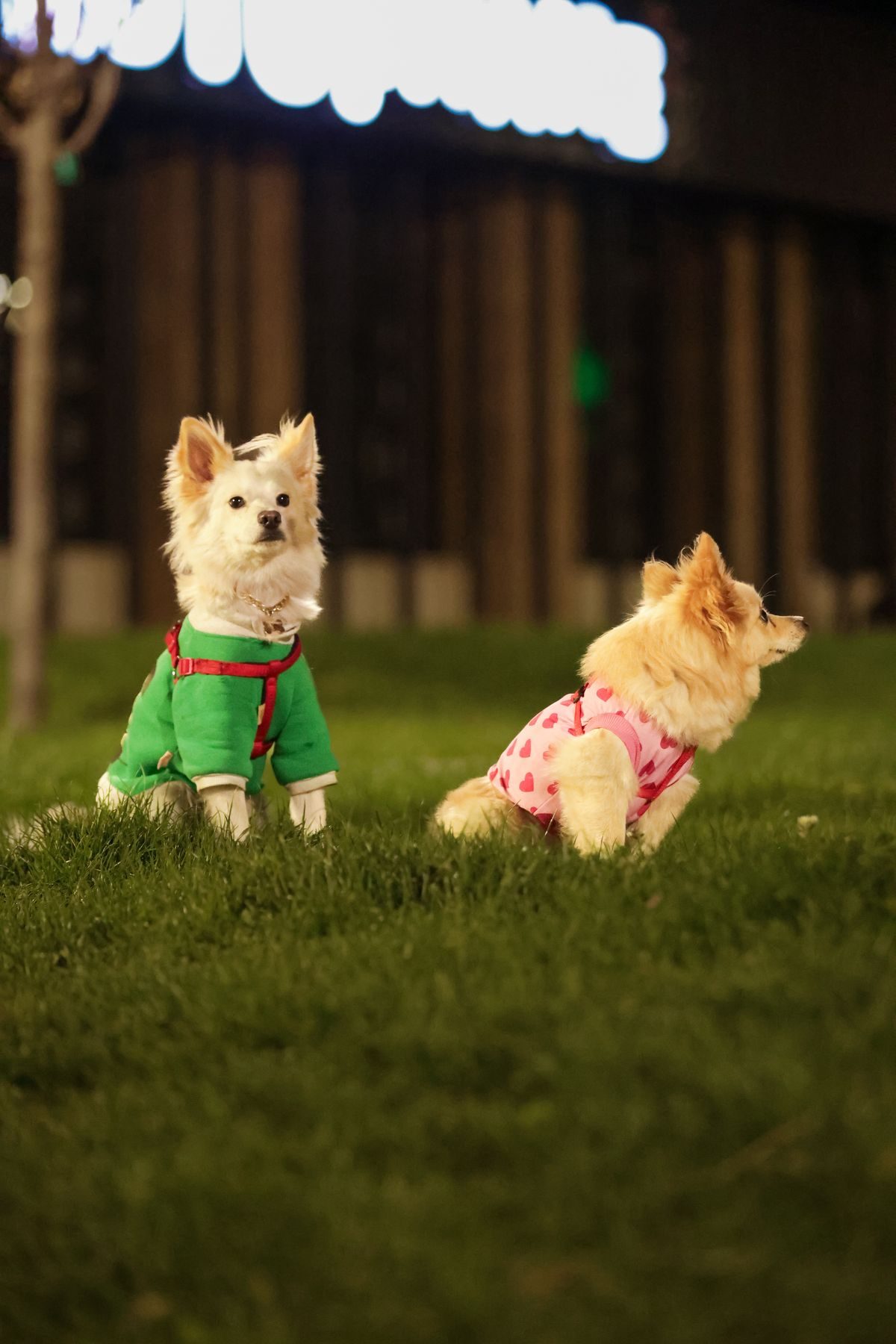 Dogs in coats in a garden.