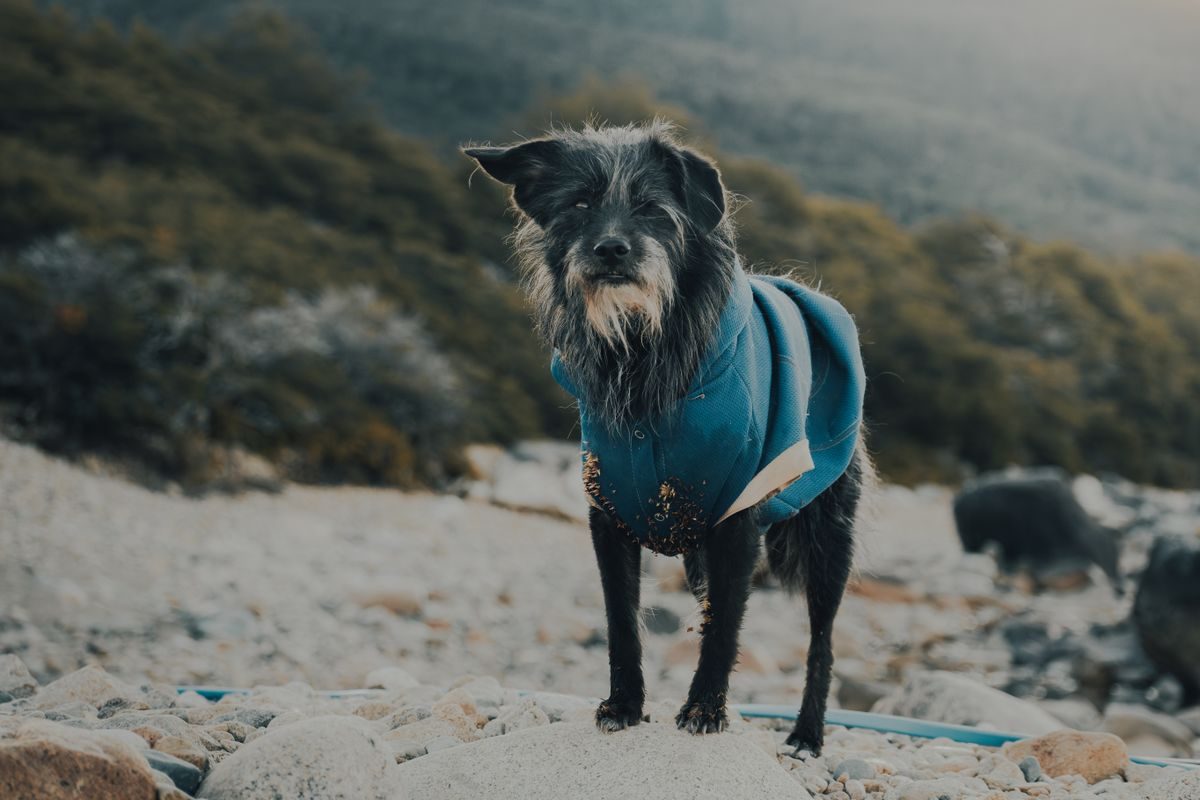 Dog in a coat standing on stones.