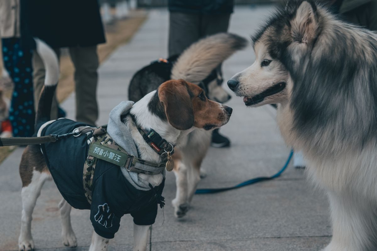 Dogs in casual coats interacting outdoors.