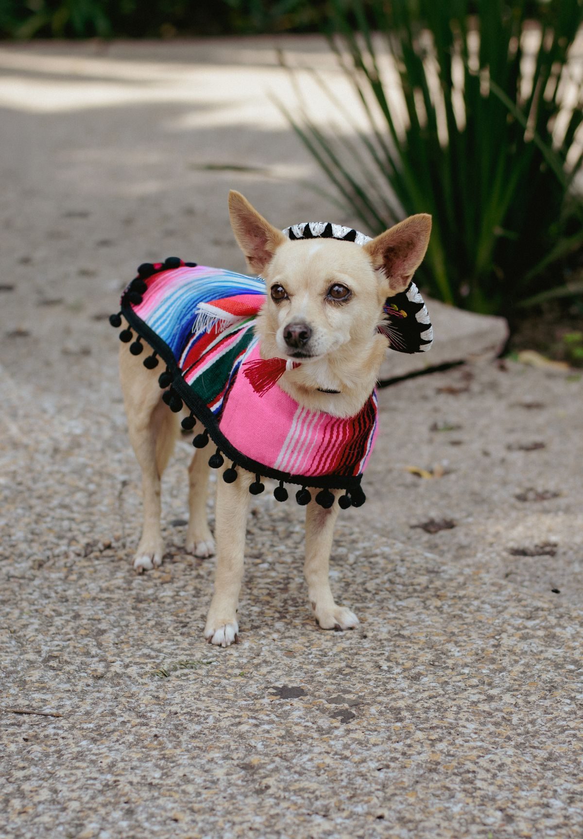 Chihuahua in a vibrant poncho outdoors.