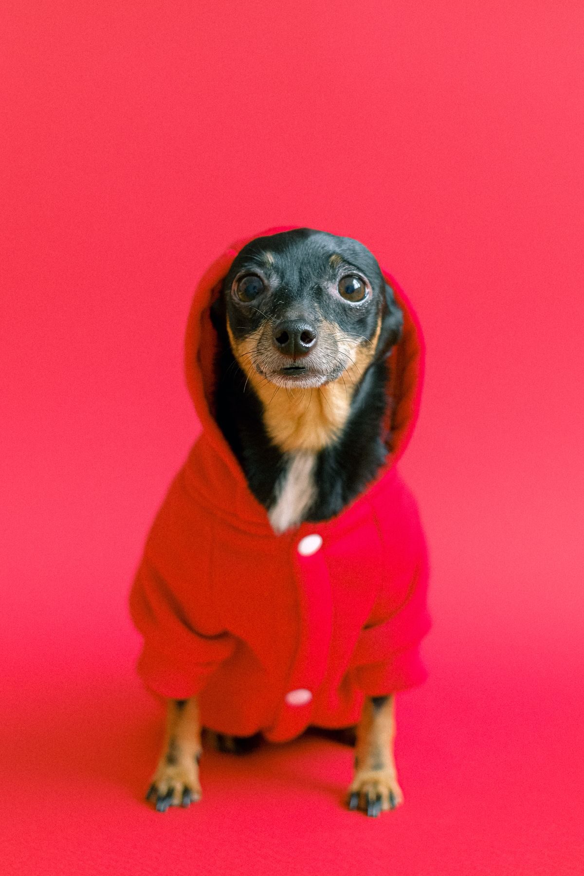 Chihuahua wearing a red coat.