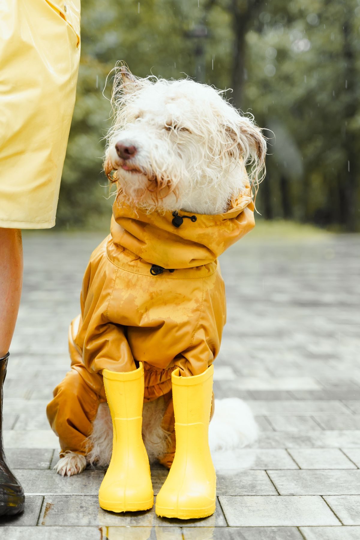 White dog in an orange raincoat on the pavement.