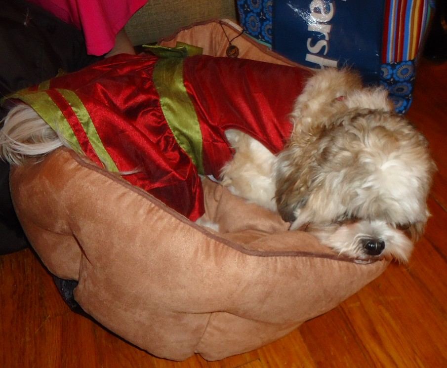 A dog resting in a warm indoor spot