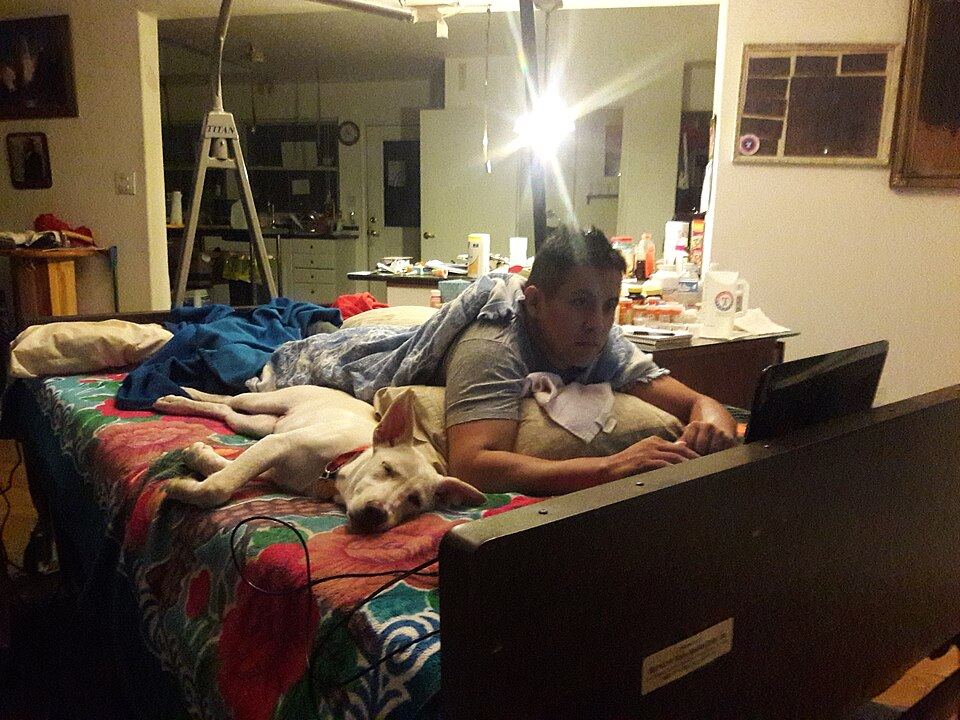 A dog settled and asleep in a comfortable bed
