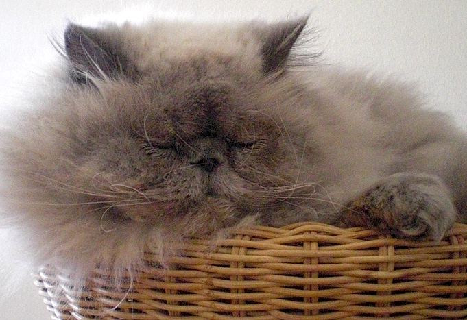 A cat resting in a covered enclosed bed