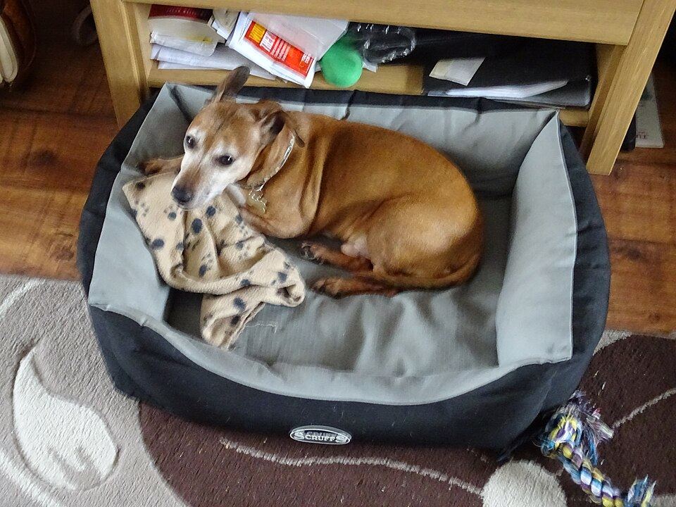 A dog bed cover being hosed down before machine washing