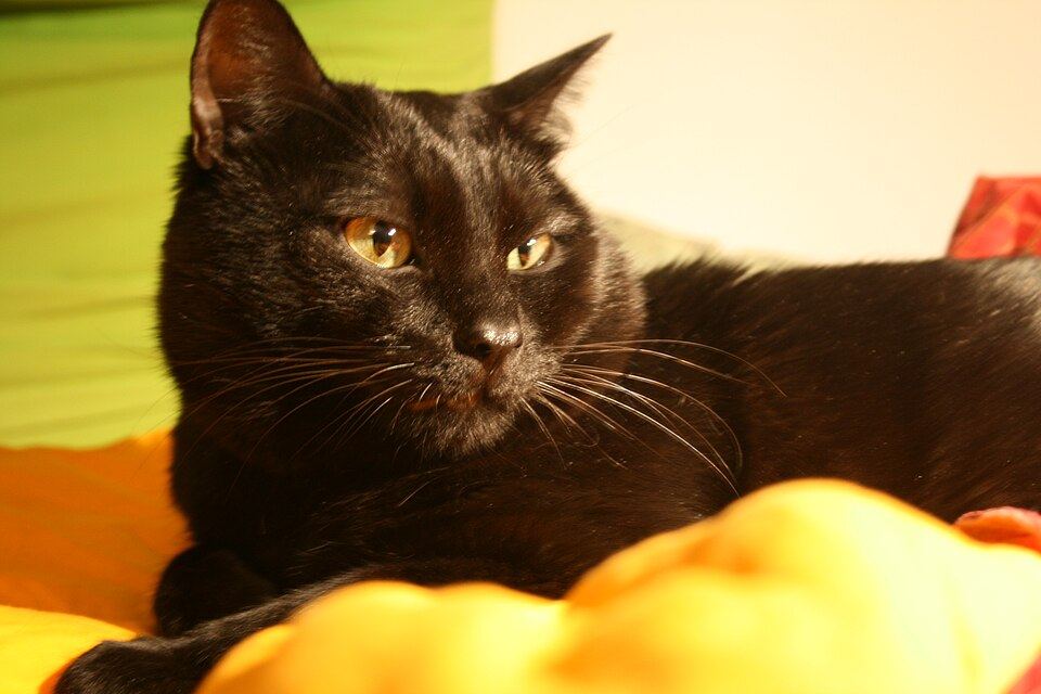 Why Cats Choose the Box: Covered Beds and Feline Security