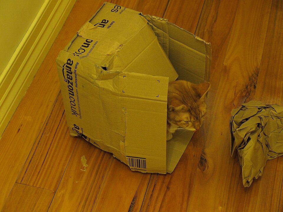 Cat Beds for Anxious Cats: Does an Enclosed Bed Actually Help?