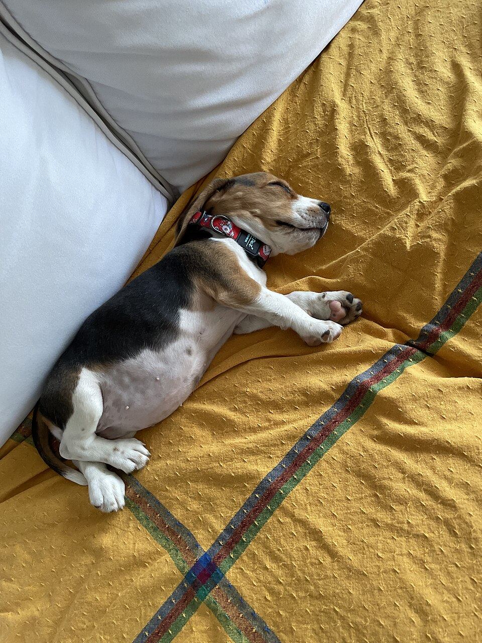 The First Bed: What to Buy for a Puppy (and What to Expect It to Cost You)