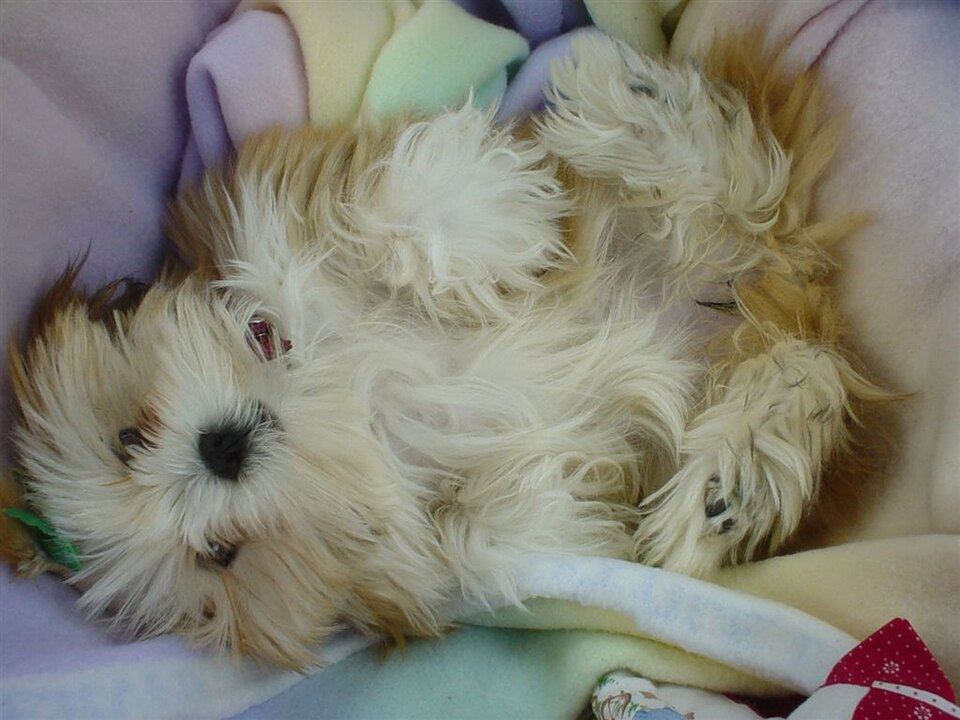 Puppy Toilet Training and the Bed: Why Fit and Washability Decide Everything