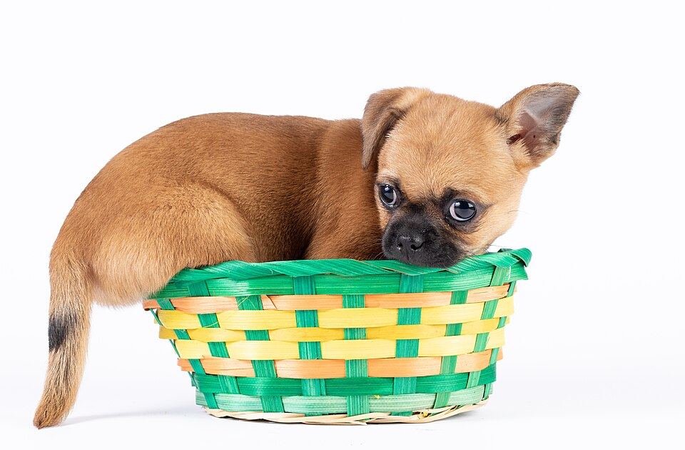 A puppy settled in a crate beside a bed at night